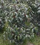Portug.Lorbeerkirsche 'Angustifolia' - Prunus lusitanica 'Angustifolia' - Heckenpflanzen