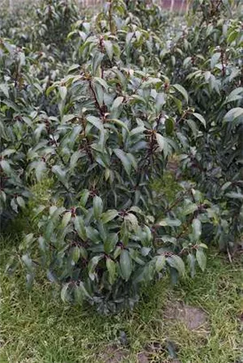 Portug.Lorbeerkirsche 'Angustifolia' - Prunus lusitanica 'Angustifolia' - Heckenpflanzen