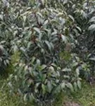 Portug.Lorbeerkirsche 'Angustifolia' - Prunus lusitanica 'Angustifolia' - Heckenpflanzen