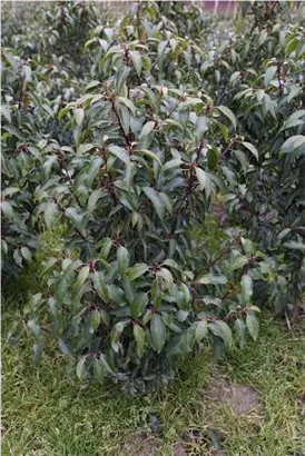 Portug.Lorbeerkirsche 'Angustifolia' - Prunus lusitanica 'Angustifolia' - Heckenpflanzen