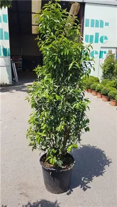 Portug.Lorbeerkirsche 'Angustifolia' - Prunus lusitanica 'Angustifolia' - Heckenpflanzen