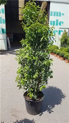 Portug.Lorbeerkirsche 'Angustifolia' - Prunus lusitanica 'Angustifolia' - Heckenpflanzen