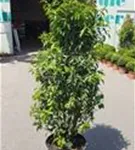 Portug.Lorbeerkirsche 'Angustifolia' - Prunus lusitanica 'Angustifolia' - Heckenpflanzen