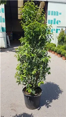 Portug.Lorbeerkirsche 'Angustifolia' - Prunus lusitanica 'Angustifolia' - Heckenpflanzen