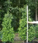 Portug.Lorbeerkirsche 'Angustifolia' - Prunus lusitanica 'Angustifolia' - Heckenpflanzen