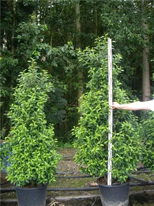 Portug.Lorbeerkirsche 'Angustifolia' - Prunus lusitanica 'Angustifolia' - Heckenpflanzen