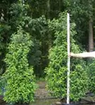 Portug.Lorbeerkirsche 'Angustifolia' - Prunus lusitanica 'Angustifolia' - Heckenpflanzen