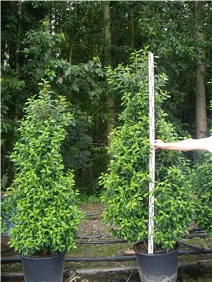 Portug.Lorbeerkirsche 'Angustifolia' - Prunus lusitanica 'Angustifolia' - Heckenpflanzen