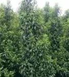 Portug.Lorbeerkirsche 'Angustifolia' - Prunus lusitanica 'Angustifolia' - Heckenpflanzen