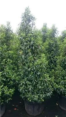 Portug.Lorbeerkirsche 'Angustifolia' - Prunus lusitanica 'Angustifolia' - Heckenpflanzen