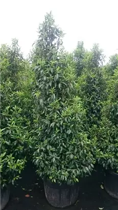 Portug.Lorbeerkirsche 'Angustifolia' - Prunus lusitanica 'Angustifolia' - Heckenpflanzen