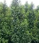 Portug.Lorbeerkirsche 'Angustifolia' - Prunus lusitanica 'Angustifolia' - Heckenpflanzen