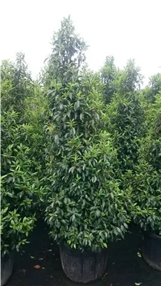 Portug.Lorbeerkirsche 'Angustifolia' - Prunus lusitanica 'Angustifolia' - Heckenpflanzen
