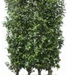 Portug.Lorbeerkirsche 'Angustifolia' - Prunus lusitanica 'Angustifolia' - Heckenelemente