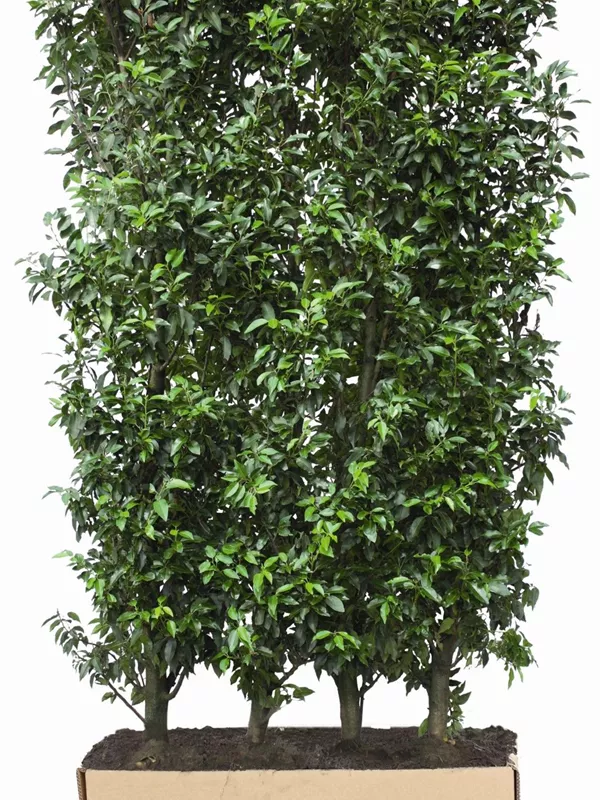 Portug.Lorbeerkirsche 'Angustifolia' - Prunus lusitanica 'Angustifolia' - Heckenelemente