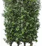 Portug.Lorbeerkirsche 'Angustifolia' - Prunus lusitanica 'Angustifolia' - Heckenelemente
