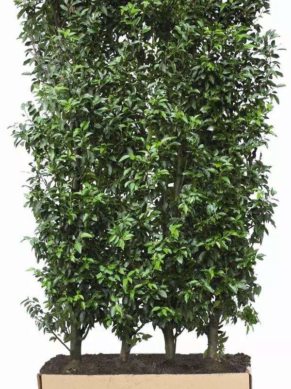 Portug.Lorbeerkirsche 'Angustifolia' - Prunus lusitanica 'Angustifolia' - Heckenelemente