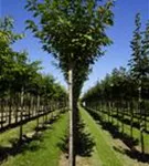 Japan.Nelkenkirsche 'Kanzan' - Prunus serrulata 'Kanzan' CAC - Baum