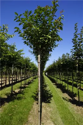 Japan.Nelkenkirsche 'Kanzan' - Prunus serrulata 'Kanzan' CAC - Baum
