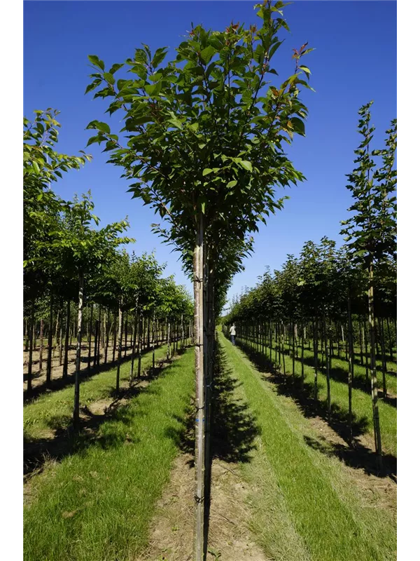 Japan.Nelkenkirsche 'Kanzan' - Prunus serrulata 'Kanzan' CAC - Baum