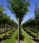 Japan.Nelkenkirsche 'Kanzan' - Prunus serrulata 'Kanzan' CAC - Baum