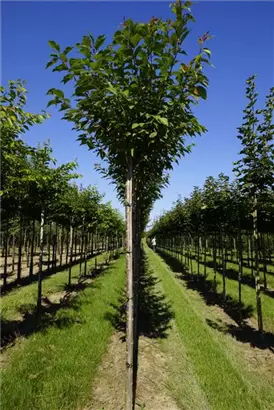 Japan.Nelkenkirsche 'Kanzan' - Prunus serrulata 'Kanzan' CAC - Baum