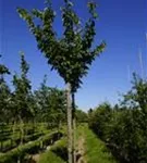 Japan.Nelkenkirsche 'Kanzan' - Prunus serrulata 'Kanzan' CAC - Baum