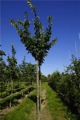 Japan.Nelkenkirsche 'Kanzan' - Prunus serrulata 'Kanzan' CAC - Baum