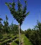 Japan.Nelkenkirsche 'Kanzan' - Prunus serrulata 'Kanzan' CAC - Baum