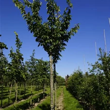 Prunus serrulata 'Kanzan' CAC - Baum, H 3xv mDb 18- 20