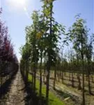 Japan.Nelkenkirsche 'Kanzan' - Prunus serrulata 'Kanzan' CAC - Baum
