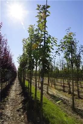Japan.Nelkenkirsche 'Kanzan' - Prunus serrulata 'Kanzan' CAC - Baum