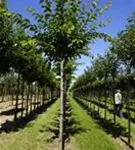 Japan.Maienkirsche - Prunus yedoensis CAC - Baum