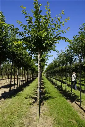 Japan.Maienkirsche - Prunus yedoensis CAC - Baum