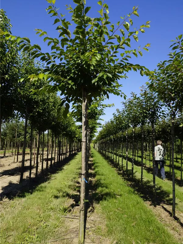 Japan.Maienkirsche - Prunus yedoensis CAC - Baum