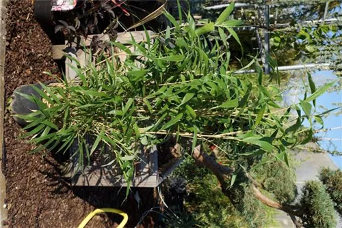 Pfeilbambus - Pseudosasa japonica