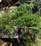 Pfeilbambus - Pseudosasa japonica