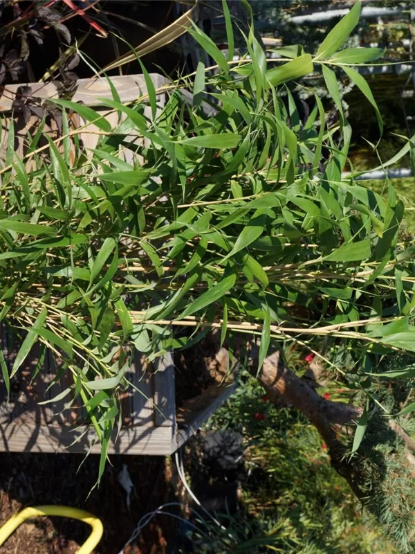 Pfeilbambus - Pseudosasa japonica