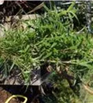 Pfeilbambus - Pseudosasa japonica