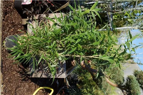 Pfeilbambus - Pseudosasa japonica