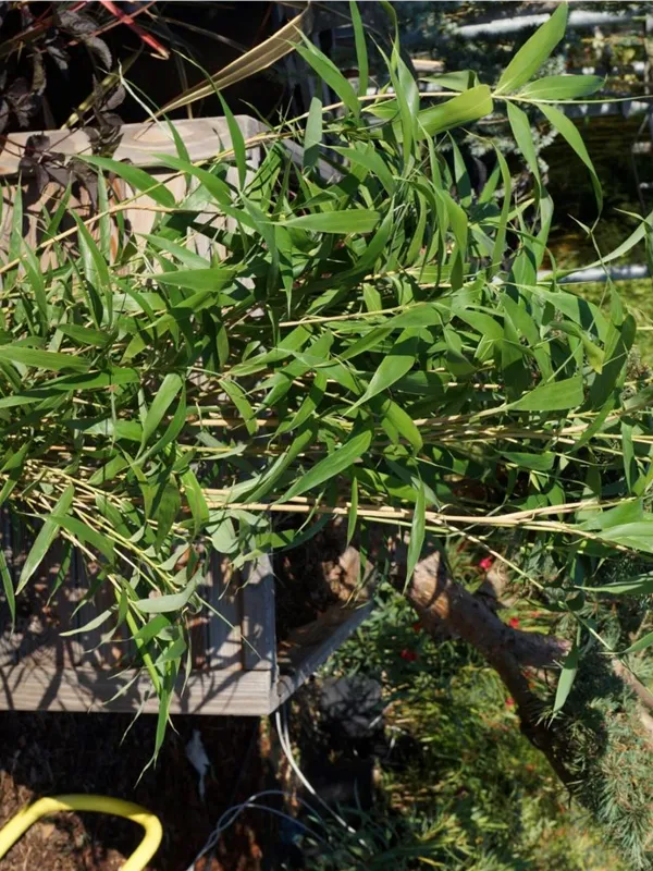 Pfeilbambus - Pseudosasa japonica