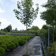 Pyrus calleryana 'Chanticleer' CAC - Baum, H C 65 12- 14