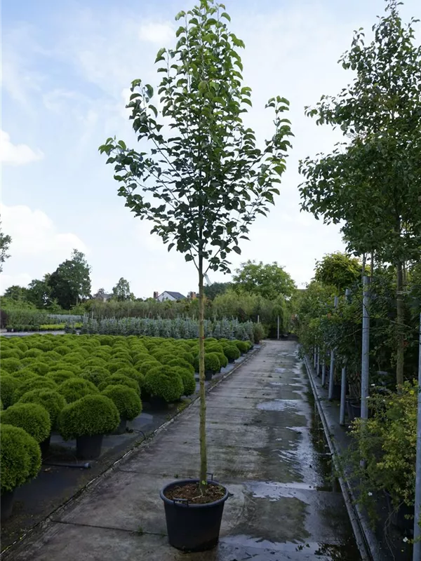 Stadtbirne 'Chanticleer' - Pyrus calleryana 'Chanticleer' CAC - Baum