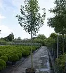 Stadtbirne 'Chanticleer' - Pyrus calleryana 'Chanticleer' CAC - Baum