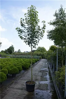 Stadtbirne 'Chanticleer' - Pyrus calleryana 'Chanticleer' CAC - Baum
