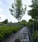 Stadtbirne 'Chanticleer' - Pyrus calleryana 'Chanticleer' CAC - Baum