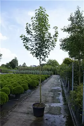 Stadtbirne 'Chanticleer' - Pyrus calleryana 'Chanticleer' CAC - Baum