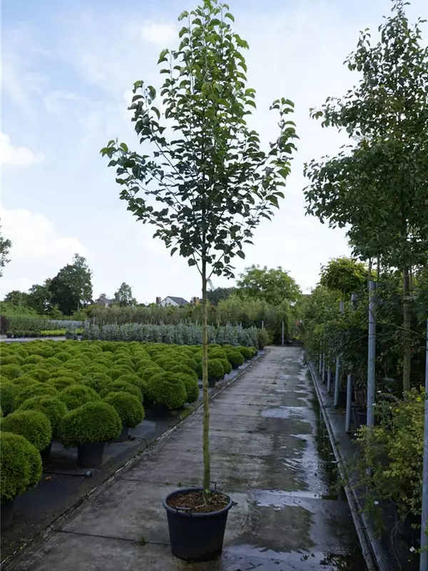 Stadtbirne 'Chanticleer' - Pyrus calleryana 'Chanticleer' CAC - Baum