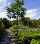 Stadtbirne 'Chanticleer' - Pyrus calleryana 'Chanticleer' CAC - Baum