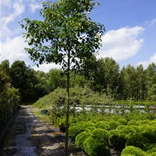 Pyrus calleryana 'Chanticleer' CAC - Baum, H C 80 18- 20